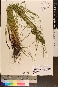 Carex complanata image