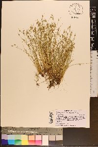 Isolepis carinata image