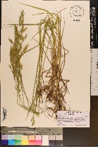 Bromus commutatus image