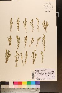 Lysimachia minima image