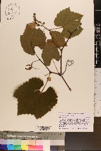 Vitis rufotomentosa image