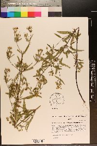 Lysimachia lewisii image