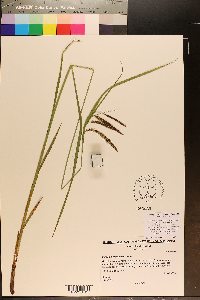 Carex fumosimontana image