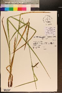 Carex fumosimontana image