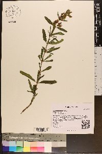 Hypericum prolificum image