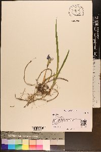 Iris verna image