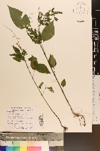 Circaea canadensis image