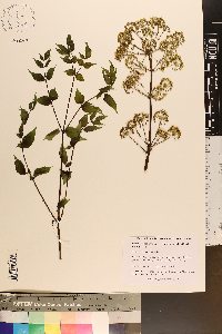 Aralia spinosa image