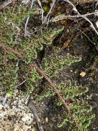 Myriopteris lanosa image