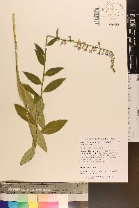 Lobelia amoena image