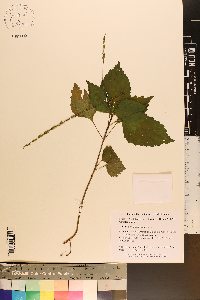 Phryma leptostachya image