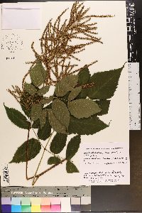 Aruncus dioicus image