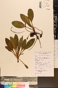 Andersonglossum virginianum image