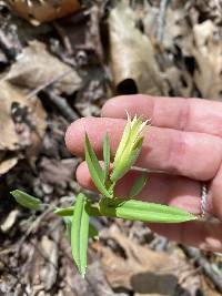 Uvularia perfoliata image