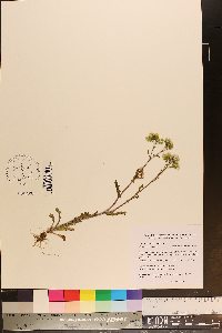 Senecio vulgaris image