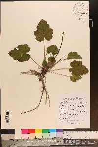 Heuchera americana image