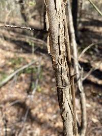 Vaccinium fuscatum image