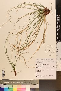 Carex nigromarginata image