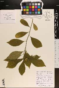 Cubelium concolor image