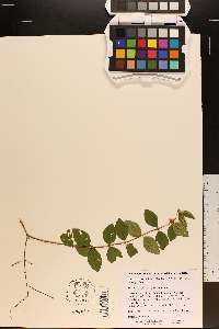 Symphoricarpos orbiculatus image