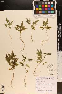 Ailanthus altissima image
