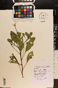 Ludwigia peploides image