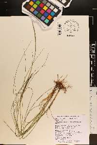 Mnesithea cylindrica image