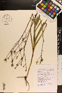 Lactuca graminifolia image