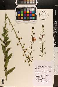 Verbascum blattaria image
