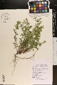 Hypericum stragulum image