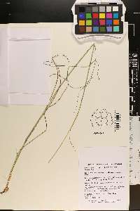 Mnesithea cylindrica image