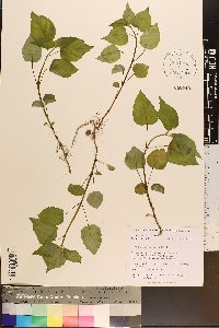 Circaea canadensis image