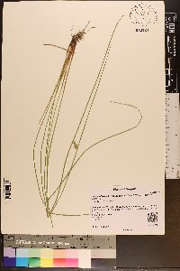 Juncus effusus var. solutus image