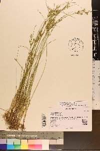 Juncus dichotomus image