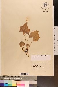 Heuchera americana image