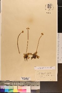 Micranthes virginiensis image