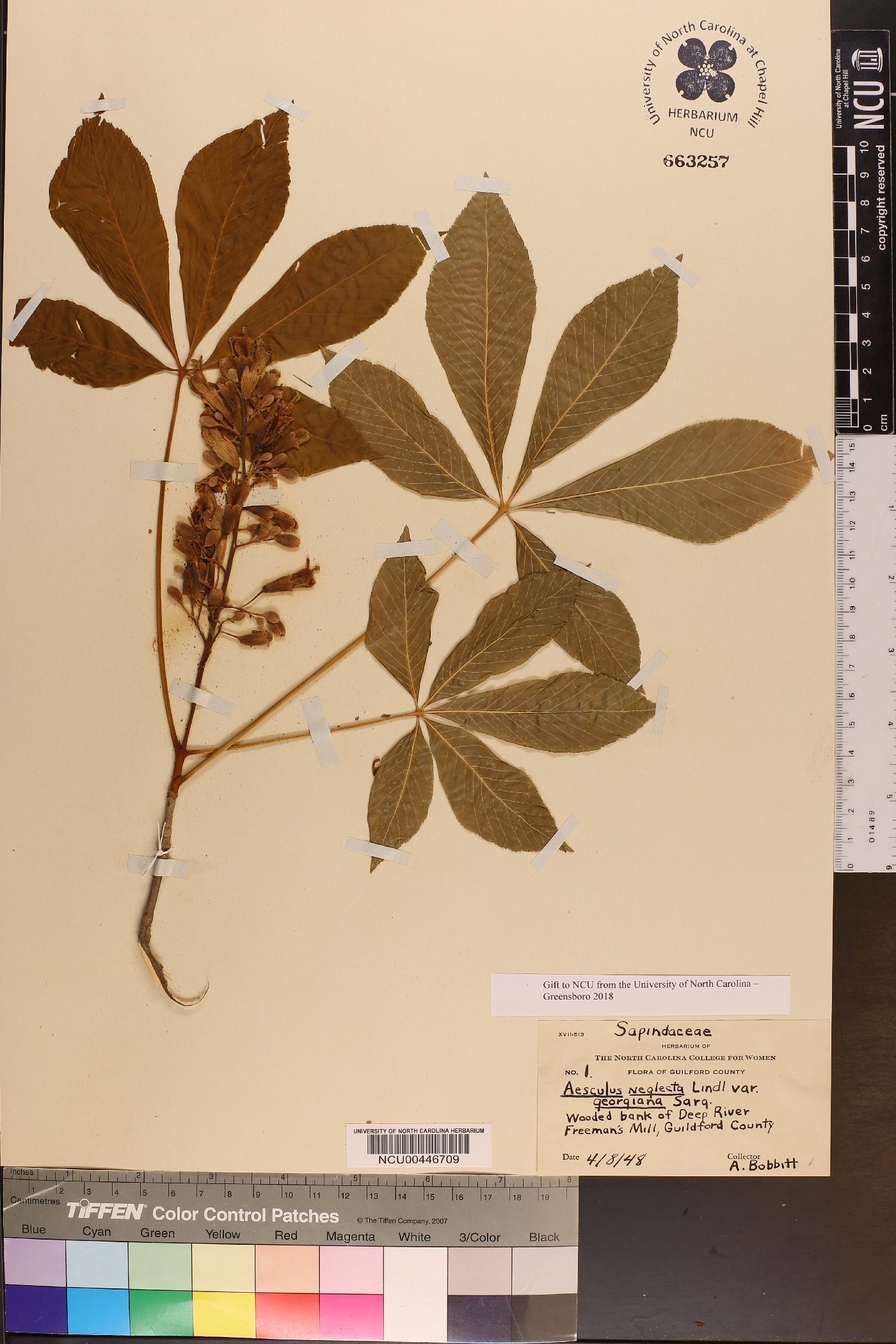 Aesculus x neglecta var. georgiana image