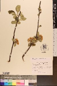 Malus angustifolia image