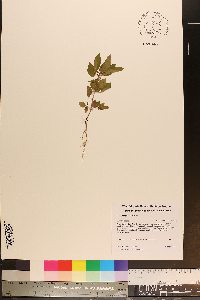 Acalypha gracilens image