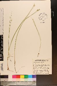 Juncus brevicaudatus image