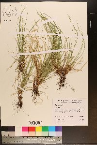 Carex communis var. communis image