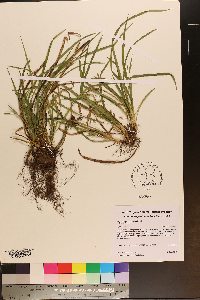 Carex cumberlandensis image