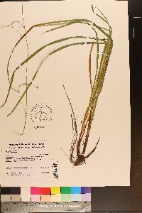 Carex debilis var. rudgei image