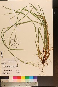 Carex debilis var. rudgei image