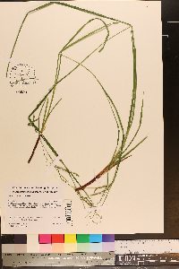 Carex flexuosa image