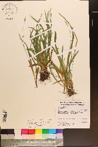 Carex laxiculmis image