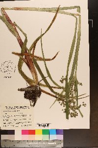 Scirpus microcarpus image