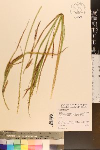 Carex aquatilis var. substricta image