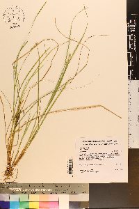 Carex atlantica subsp. atlantica image