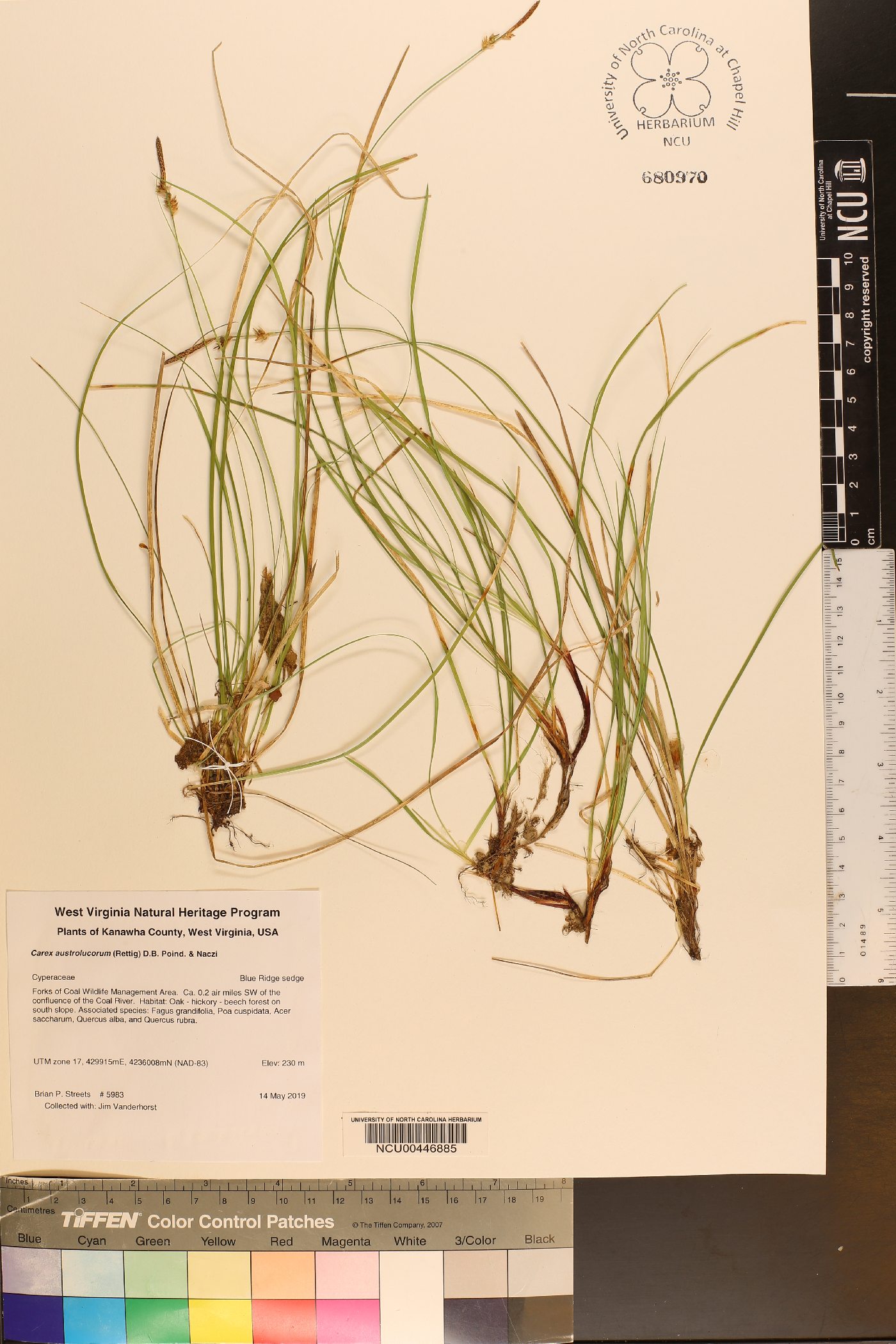 Carex austrolucorum image